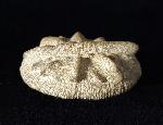 Aspidiscus cristatus (LAMARCK 1801) - Bild © FossNet FossilienStore